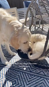 The best decision we ever made was to get Leo a little brother. Leo and Louie complete each other 🤍 | Leo the Cream