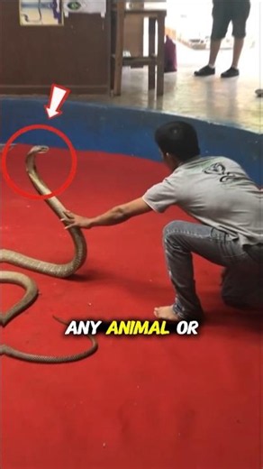 The Deadliest King of Snakes || #viral #animals #shorts