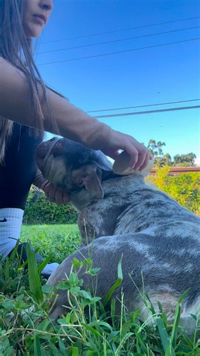 1.1K views · 12 reactions | Keep your home clean and your pets happy...