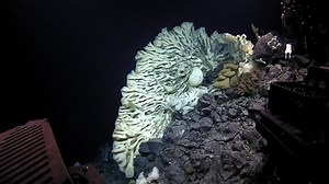 Scientists Discover The World's Largest Sea Sponge