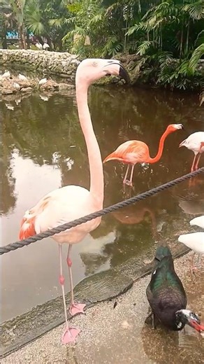 Feeding Flamingos & Birds 🦩 Flamingo Gardens, Davia, Florida, USA 🗽#birds #florida #usa #birdfeeding
