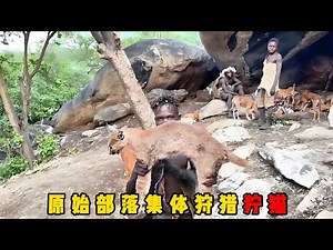 非洲原始部落抓狞猫，过程紧张又有趣，生活在太平洋小岛上的部落，饿了就吃蝙蝠充饥，非洲人2天建一栋竹屋，百年后还能传给孙子娶媳妇，看完让人羡慕#documentary #纪录片 #动物