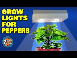 LED and COB Grow Lights for Hot Pepper Seedlings