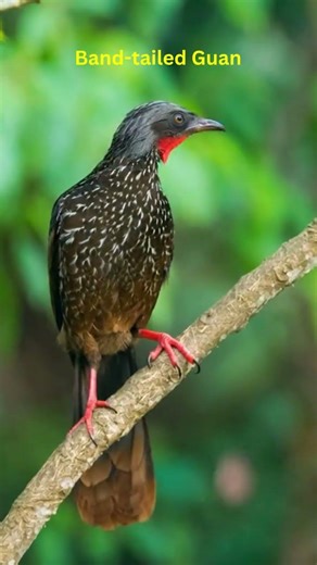 Rare Colorful Birds in Their Natural Habitat 😲 #birds #wildlife #viral