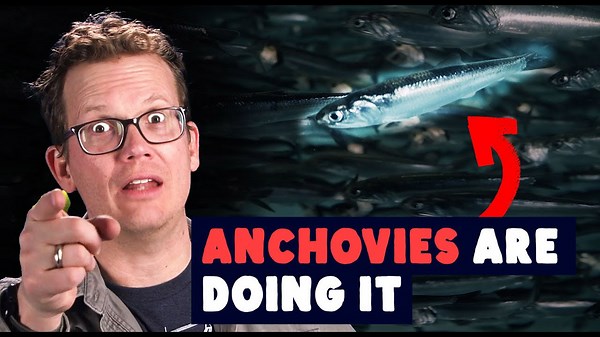 Anchovies stir the ocean by... doing it