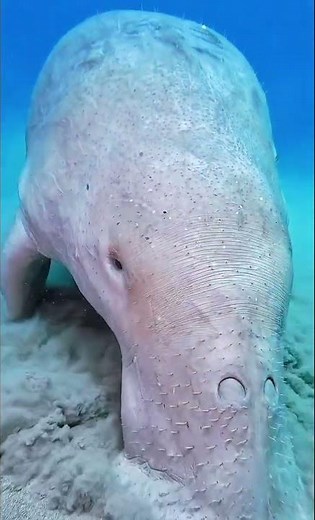 MANATEES: Meet The Sea Cows; Gentle Giants Of The Ocean.