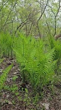 The Spiral of Spring: Secrets of the Ostrich Fern #ferns #plants #nature #forest #magic #native #fyp