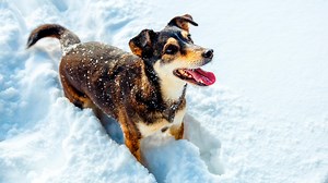 How Cold Is Too Cold for Dogs? A Winter Survival Guide for Pet Parents
