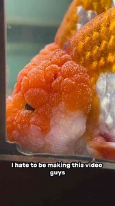 My new fish are sick with a protozoan parasite