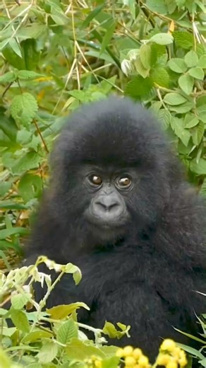 4.4K views · 75 reactions | We love these baby gorilla eyes轢凉...