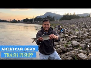 Shad Fishing on the Columbia River Bonneville Dam *Fried Shad* Catch and Cook