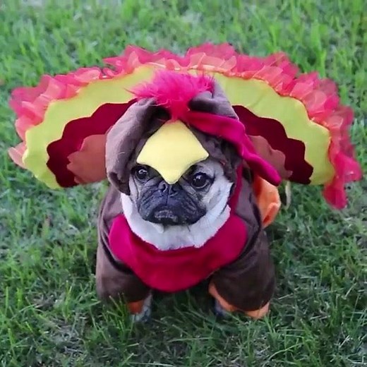 How every turkey feels before Thanksgiving | Doug The Pug