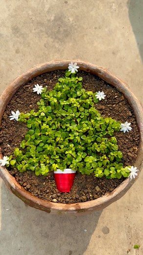 11K views · 80 reactions | Christmas Tree Decor #xmas2023 #christmastreedecor #diyhomedecor #jadeplant #plantbased #timelapse #greenenergy #foryoupagereels #trendingreels | Pro_planting | Facebook