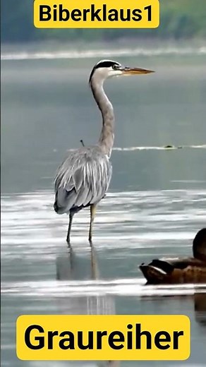 Schöner Graureiher #vögel #reiher #graureihet #birds #animals #wildtiere
