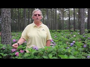 In The Nursery: Hydrangea Endless Summer Bloomstruck