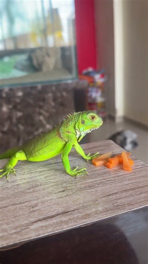 Green Iguana Eating Food 🦎🥬 | Cute Tame Iguana #GreenIguana #IguanaEating #TheRaMaWay