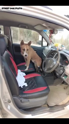 545K views · 10K reactions | -Pluto कार से कूद गया Street Dog Pluto #shorts #minivlog #dog #vlog | Street Dog Pluto | Facebook