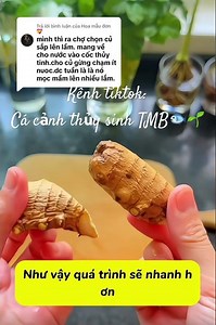 Hướng dẫn cách trồng gừng đơn giản và hiệu quả nhất !