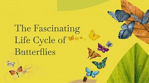 The Fascinating Life Cycle of Butterflies