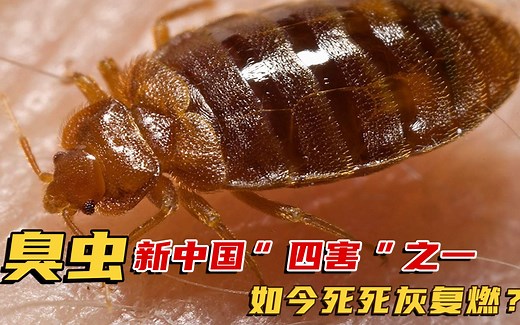 臭虫，新中国“四害”之一，如今又死灰复燃？碰到它是你一生的痛
