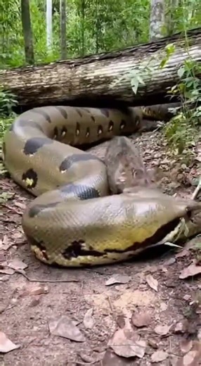 He Won’t Back Down — Street Cat Charges a Giant Anaconda #Shorts