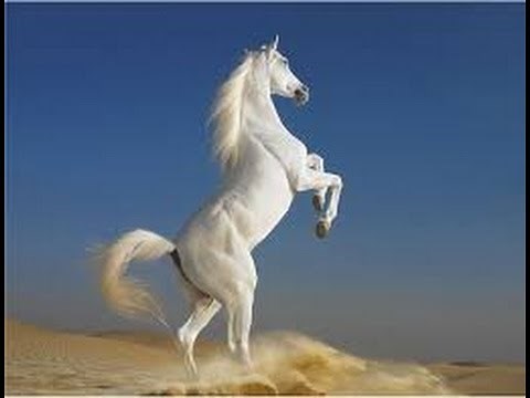 Amazing Galloping Horses Compilation----Free Horses