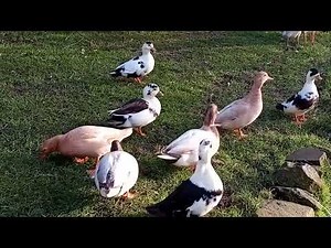 Tiny Ducks, BIG Attitude 🦆 😂 And this is why many consider Call Ducks Annoying!