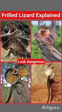 Wow 😲 The Frilled Lizard: The Scary Creature That’s Actually Terrified! #frilledlizard #wildlife