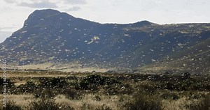 Millions of brown locust swarms decimating crops in Africa linked to Global warming, Climate change,Climate emergency Stock Video
