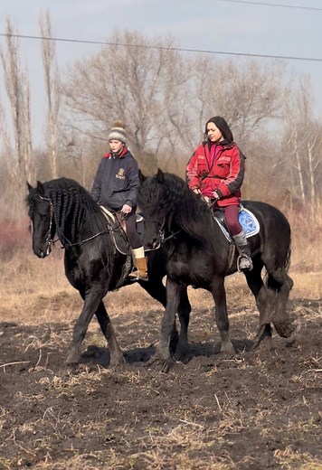 прекрасные фризы Вегас и Гламур❤️‍🔥 #fyp #on #foryoupage #fypage #horseriding #конникипоймут #фризскаяпорода