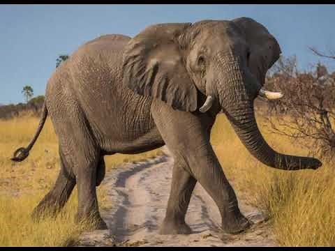 Elephant Sound Effects 🐘 🔊