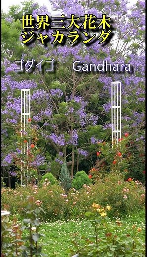 世界三大花木 ジャカランダが満開 大阪市 長居植物園 #ゴダイゴ ＃Gandhara