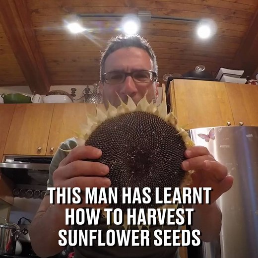 This guy just taught himself how to harvest sunflower seeds 🌻 | LADbible