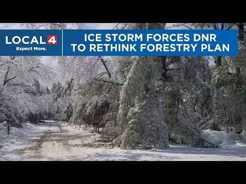 Northern Michigan ice storm, nearly 1 year later: What DNR is doing to rebuild forests