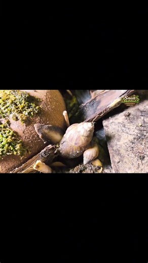 Human Gently Touches Snails, Watch Them React