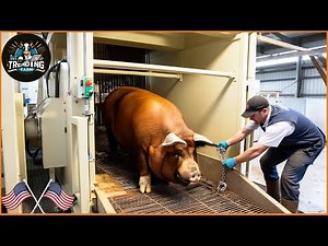 How South Korea Produces Premium Black Pork – A Look Inside Modern Processing Factory #pigfarm