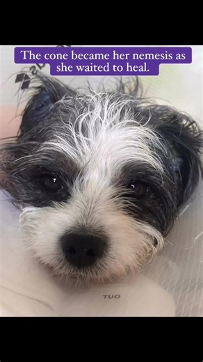 Adoptable Senior Dog Flora Ditches Her Cone for Zoomies