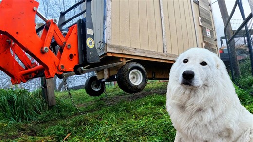 Farmer Problems 101: When a Barn Cat Goes Missing