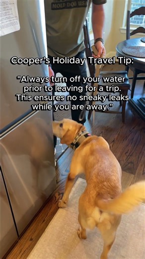 ALWAYS turn off your main water supply #molddog #workingdog #toxicmold #MoldPrevention