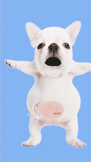 I'm pibble wash my belly