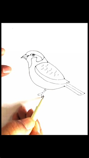 Easy Sparrow Drawing | Drawing Shorts #shorts #youtubeshorts #ytshorts #drawing #art #sparrowdrawing