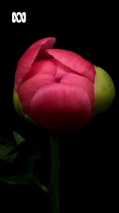 28K views · 377 reactions |  Does your peony not flower? 樂 It might...