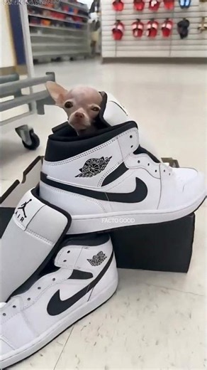 World’s Tiniest Dog 😳🐶