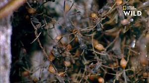 41K views · 3.4K reactions | Grâce aux poils adhésifs placés sur leurs pattes, les fourmis légionnaires sont capables de s'accrocher les unes aux autres et de former de véritables structures géantes et vivantes, d'une complexité inouïe. Dans une colonie, toutes les ouvrières sont issues de la même mère. | Nat Geo Wild France | Facebook