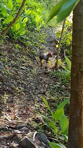 Chama na Lebra 😁💥