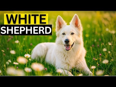 White German Shepherds: Myths, History & Must-Know Facts