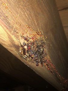 Causes of Wood Sap on Attic beams