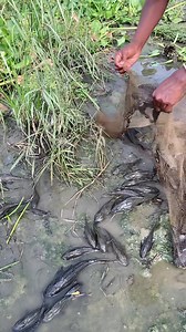Fishing in Buriganga River Dhaka | Daily Fishing Life