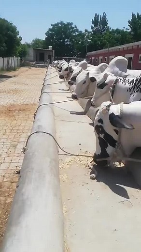 Exploring Unique Cattle Brands in Livestock Trade