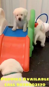 13K views · 41 reactions | 殺 call 8291988890 / 8879486838 Cute Labrador retriever playful puppies available book now #premiumpets #instapet #dog #photography #petphotography #dog #puppy #puppyforsale #india #kalyan #dombivli #gujrat #thane #thakurli #palava #maharashtra #khadakpada #puppyforsale #bollywood #celebrity #labradorpuppy #labradorretriever #lab | Premium Pets Shop | Facebook
